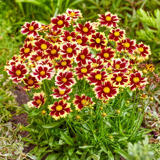 Coreopsis Solar Fancy