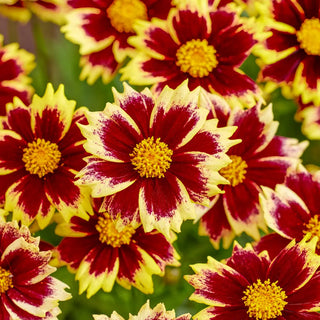 Coreopsis Solar Fancy