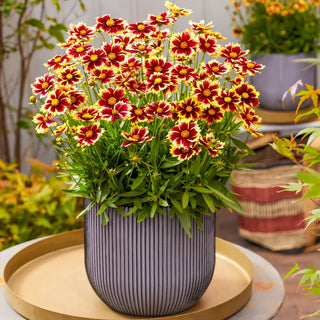 Coreopsis Solar Fancy