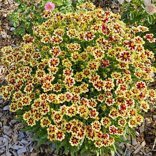 Coreopsis Solar Fancy