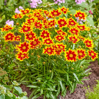 Coreopsis Solar Jewel