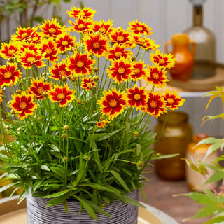 Coreopsis Solar Jewel