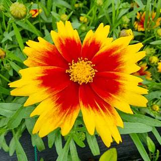 Coreopsis Solar Jewel
