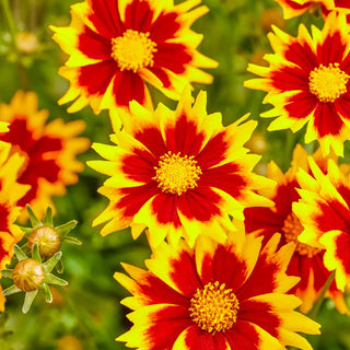 Coreopsis Solar Jewel