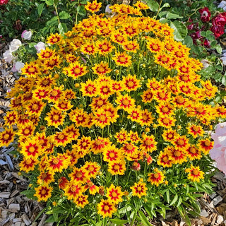 Coreopsis Solar Jewel