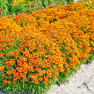 Coreopsis Solar Jewel