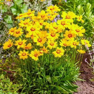 Coreopsis Solar Mellow