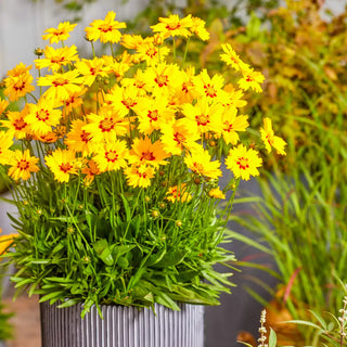 Coreopsis Solar Mellow