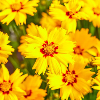 Coreopsis Solar Mellow