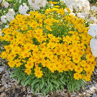 Coreopsis Solar Mellow