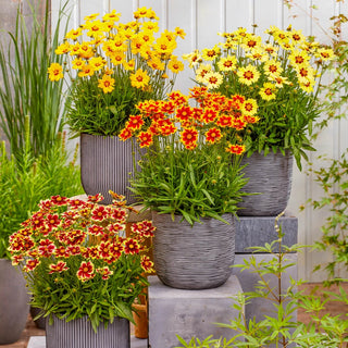 Coreopsis Solar Moon