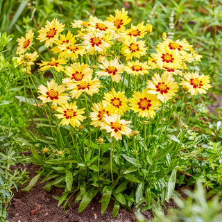 Coreopsis Solar Moon