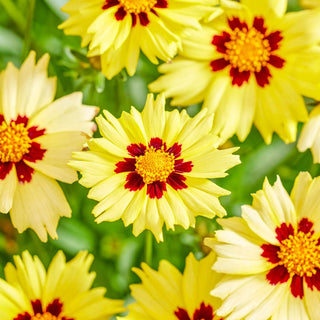 Coreopsis Solar Moon