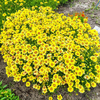 Coreopsis Solar Moon