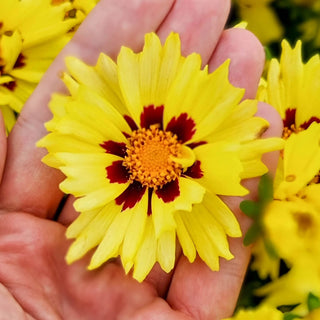 Coreopsis Solar Moon