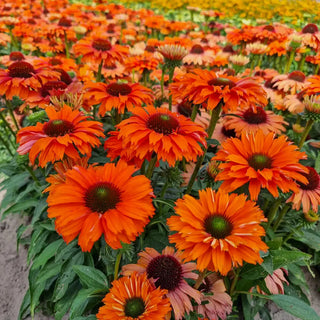 Coneflower Sunseekers Mineola