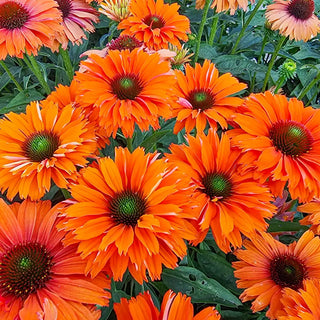 Coneflower Sunseekers Mineola