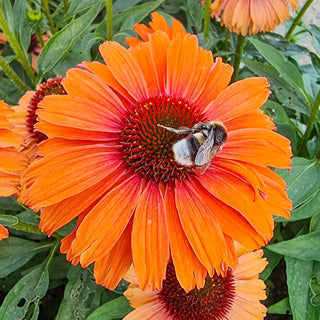 Coneflower Sunseekers Mineola
