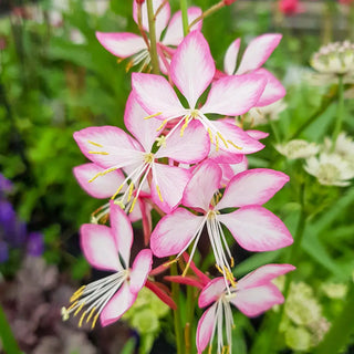 Gaura Rosy Jane