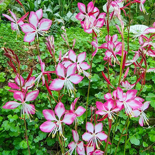 Gaura Rosy Jane