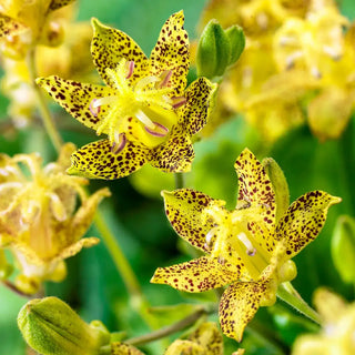 Toad Lily Golden Festival
