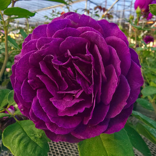 Floribunda Rose Ebb Tide™