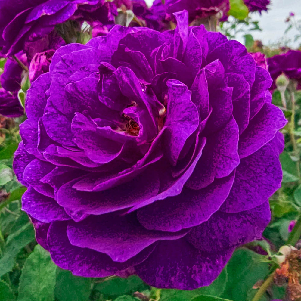 ebb tide rose seeds 36" Tree Rose Ebb Tide®