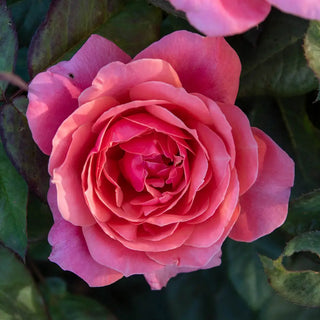 Miss Manners Grandiflora Rose