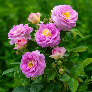 Arctic Blue Floribunda Rose