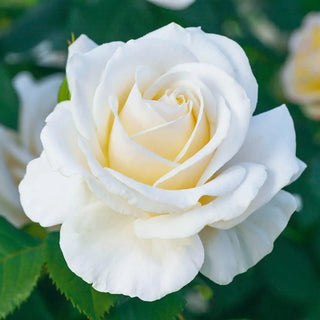 Easy Spirit Floribunda Rose