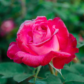 Dick Clark Grandiflora Rose