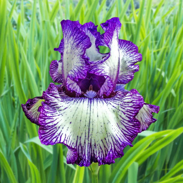 Double Shot Reblooming German Iris Bulbs | K. van Bourgondien