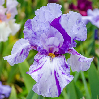 Reblooming German Iris Elainealope