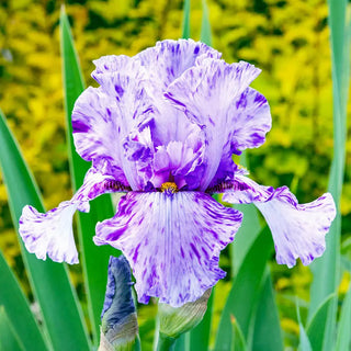 Reblooming German Iris Elainealope