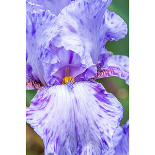 Reblooming German Iris Elainealope