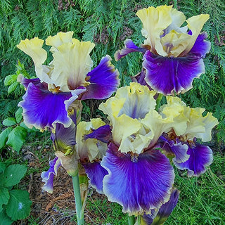 German Iris Let's Romp