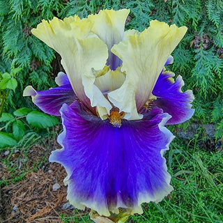 German Iris Let's Romp