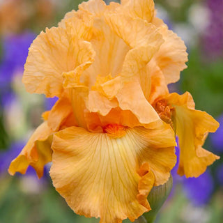German Iris Mango Passion