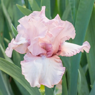 German Iris One Last Kiss