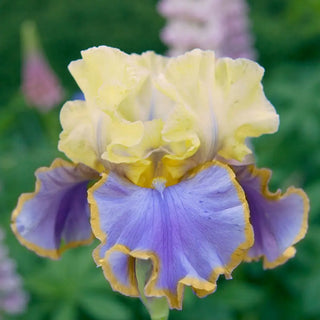 German Iris Repertoire