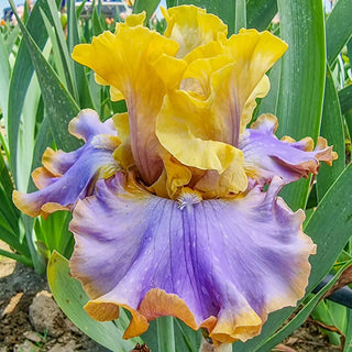 German Iris Repertoire