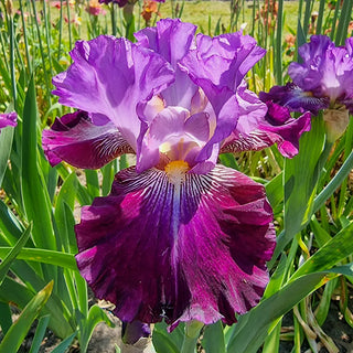 German Iris Sew Little Time