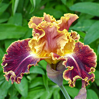 German Iris Volcanic Glow