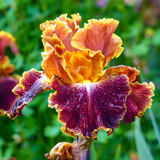 German Iris Volcanic Glow