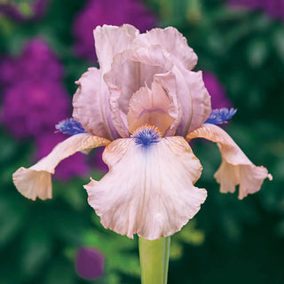 Reblooming German Iris Concertina