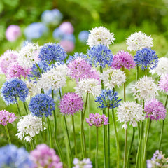 Pastel Polka Dots Allium Mix | K. van Bourgondien