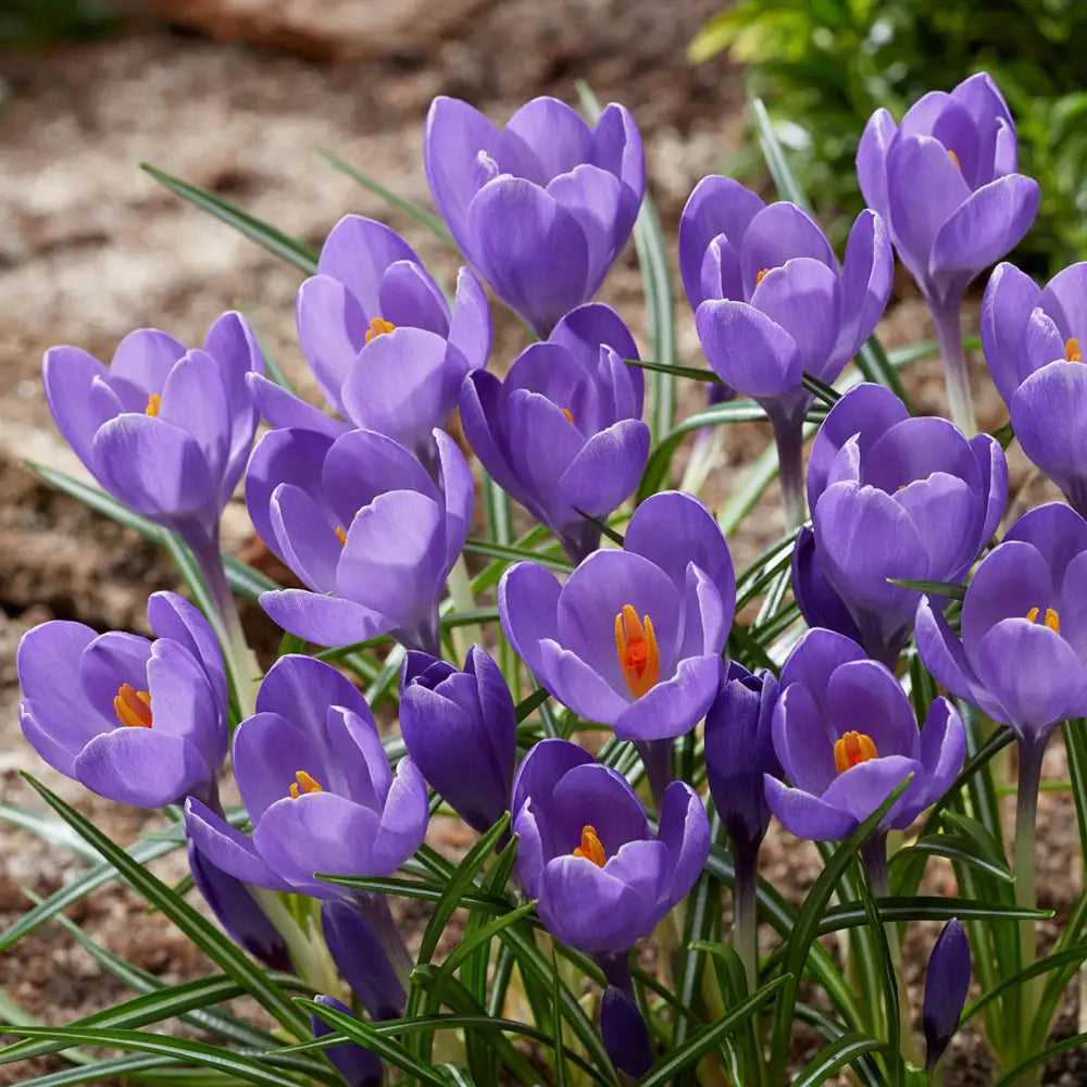 Buy Aqua Crocus Bulbs Online | K. van Bourgondien