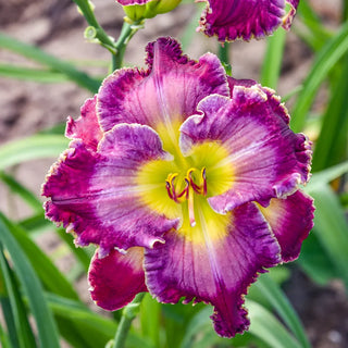 Daylily Through A Glass Darkly