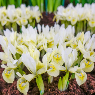 Iris Katharines Gold