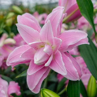 Double Oriental Lily Lotus Spring